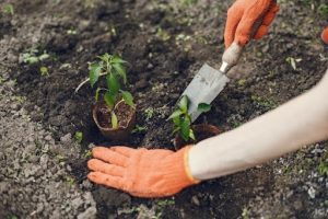 Soil Cremation Mixture