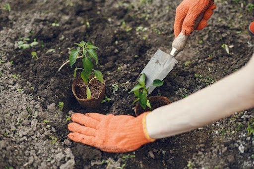Factors to Consider Before Using a Soil Cremation Mixture